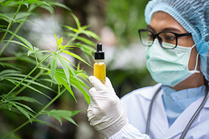 Doctor checking Cannabis
