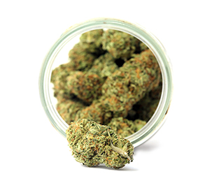 Doctor checking Cannabis